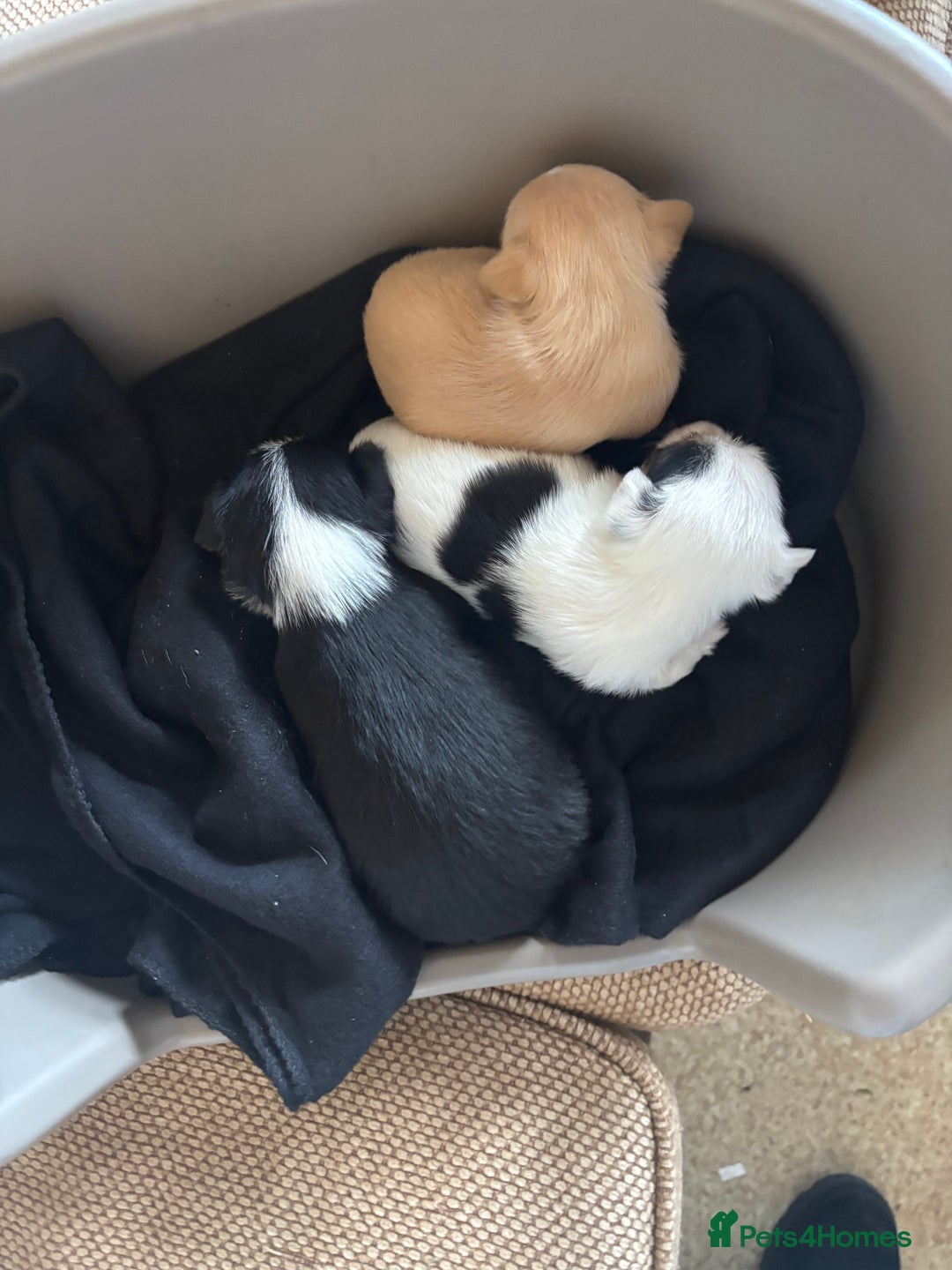 Jack Russell dogs for sale: Jack Russell puppies for sale - Image 2