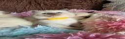 Ragdoll cats for sale: Four Stunning GCCF Registered Girls - Advert 24