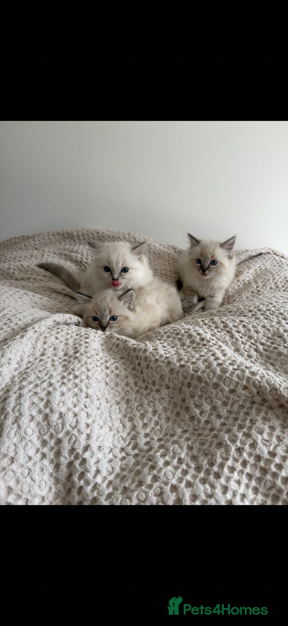Ragdoll cats *reduced* READY TO GO - Pedigree Ragdoll Kittens  - Advert 3