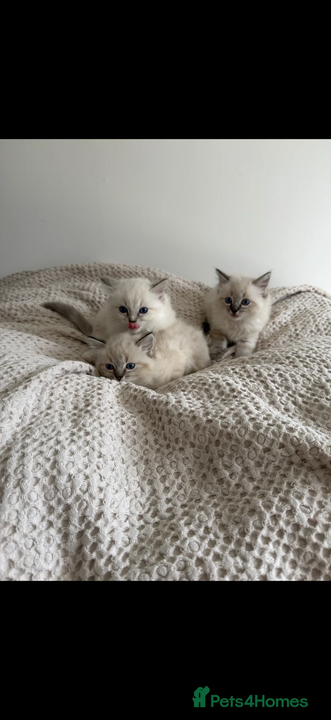 Ragdoll cats for sale: *reduced* READY TO GO - Pedigree Ragdoll Kittens  - Advert 1
