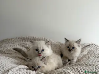 Ragdoll cats *reduced* READY TO GO - Pedigree Ragdoll Kittens - Advert 16