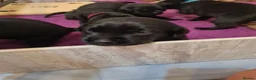 Labrador Retriever dogs for sale: Ready to leave! black KC Labrador Puppies - Advert 24