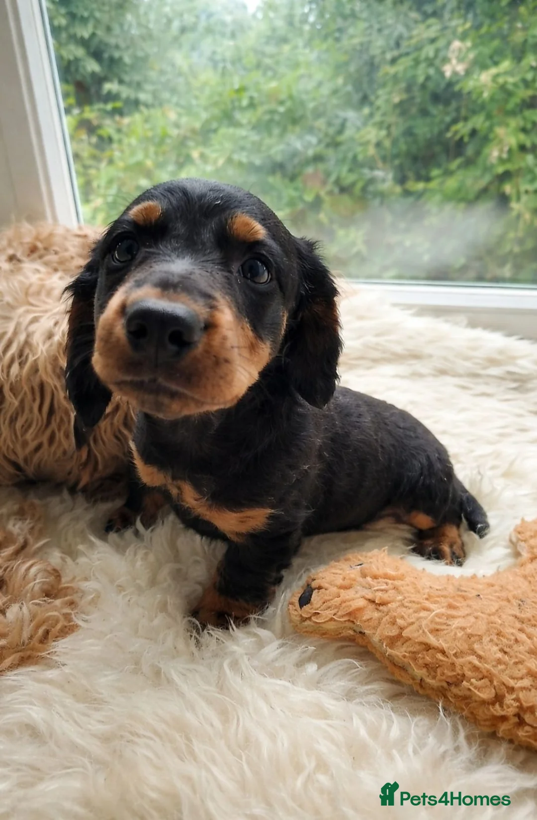 Cockapoo dogs for sale: Cockerpoo f2 - Advert 2