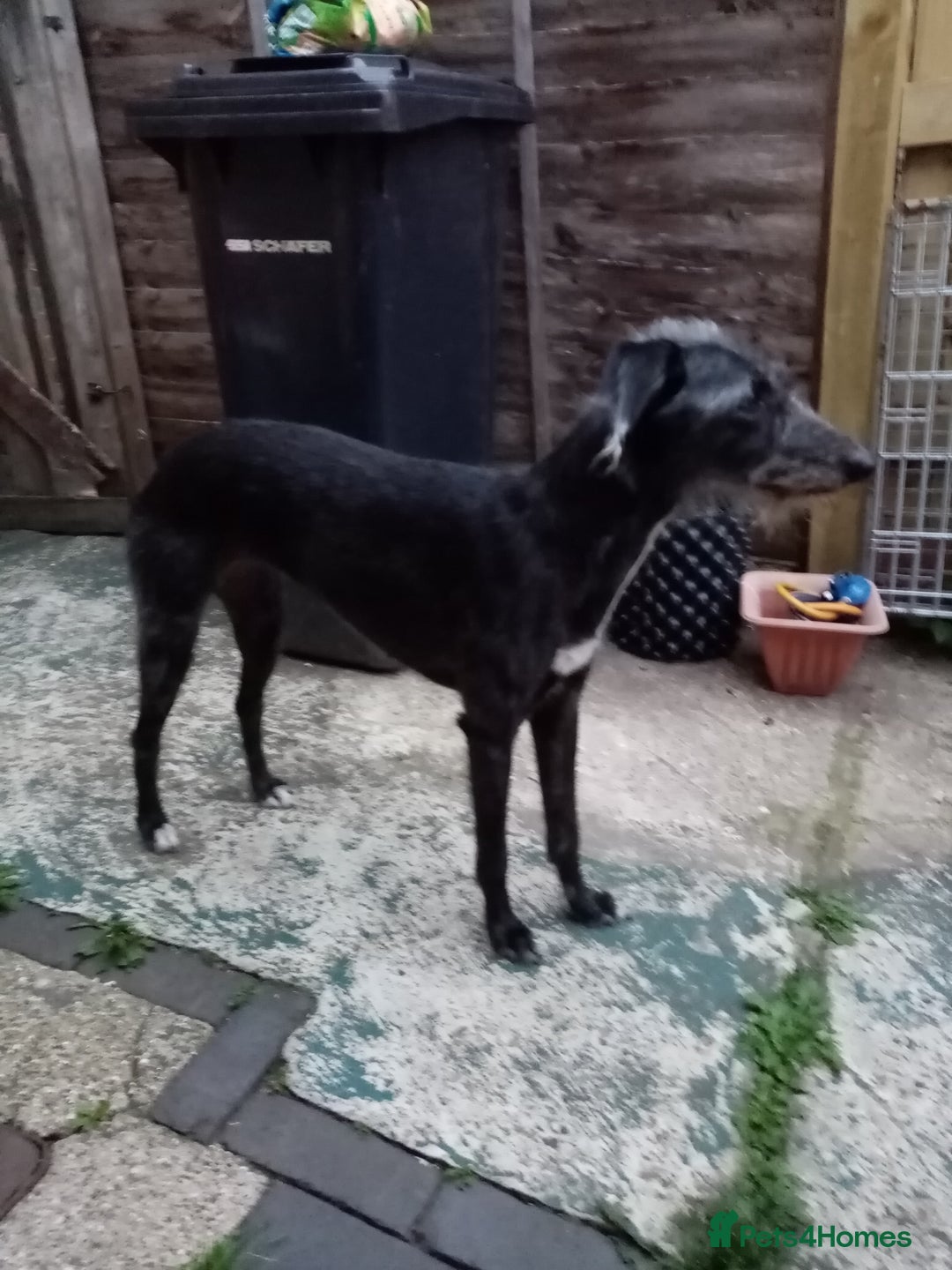 Lurcher dogs for sale: Bedlington whippet greyhound pups  - Advert 2