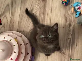 British Shorthair cats 🤎🍫Chocolate girl BSH TICA reg , last one ⭐️ - Advert 5