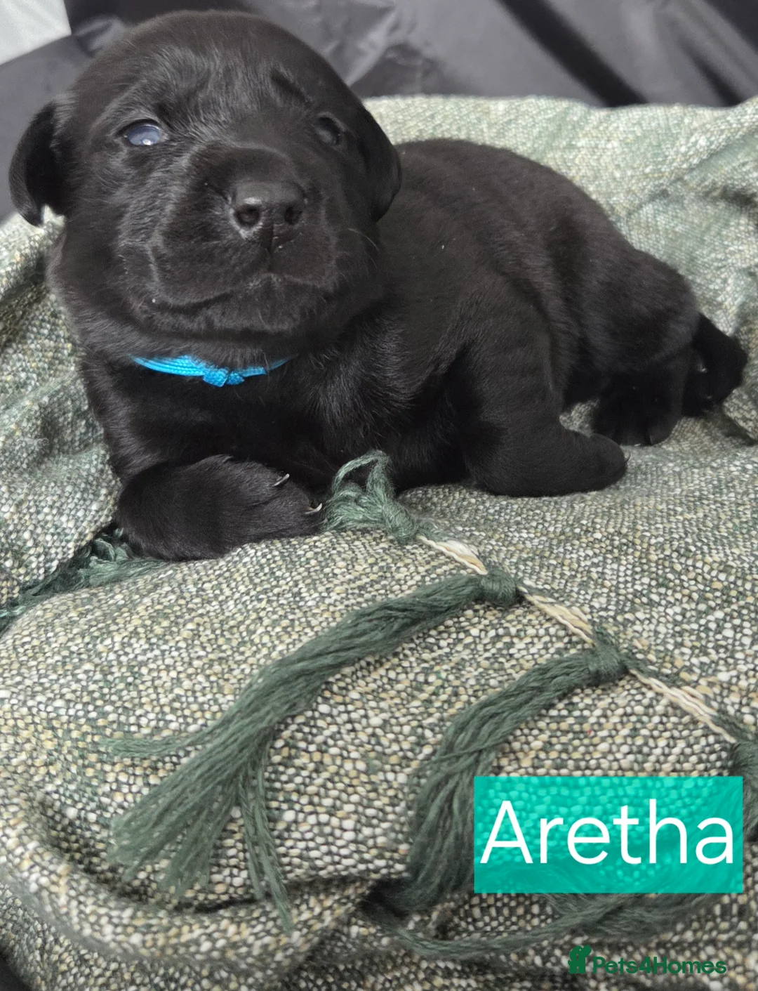 Labrador Retriever dogs for sale: Black Labrador Retriever Puppies – KC Registered - Advert 9
