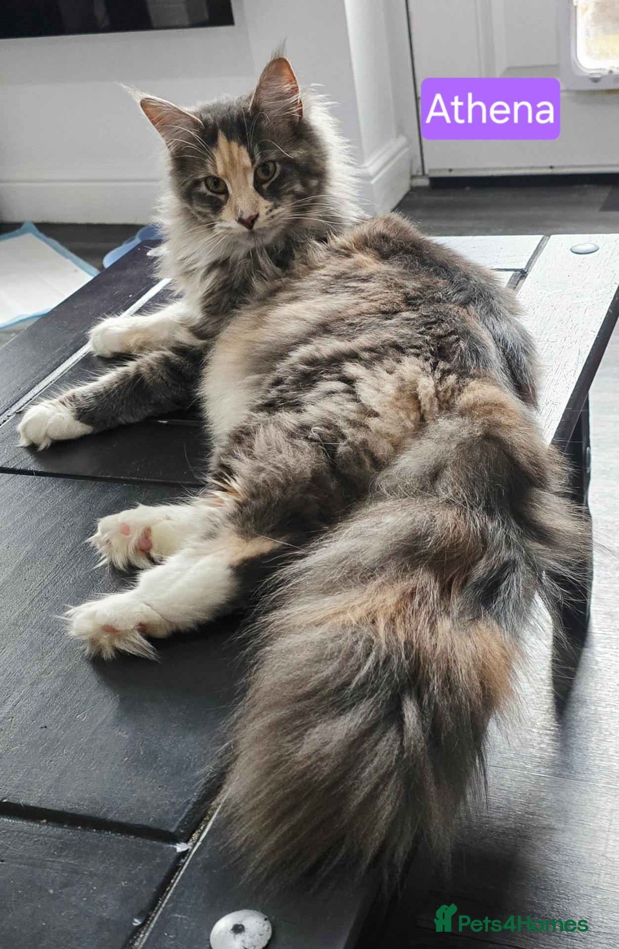 Maine Coon cats Beautiful friendly girl - Advert 1