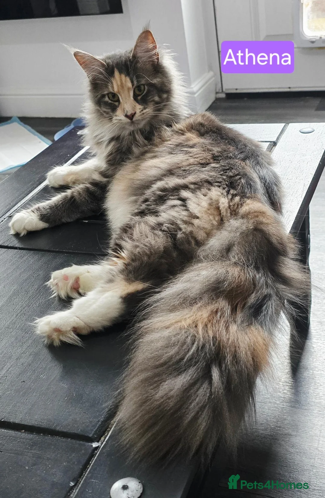 Maine Coon cats for sale: Beautiful friendly girl - Advert 1