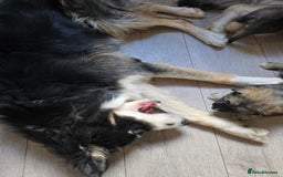 Mixed Breed dogs for sale: German Shepherd X Puppies - Image 26