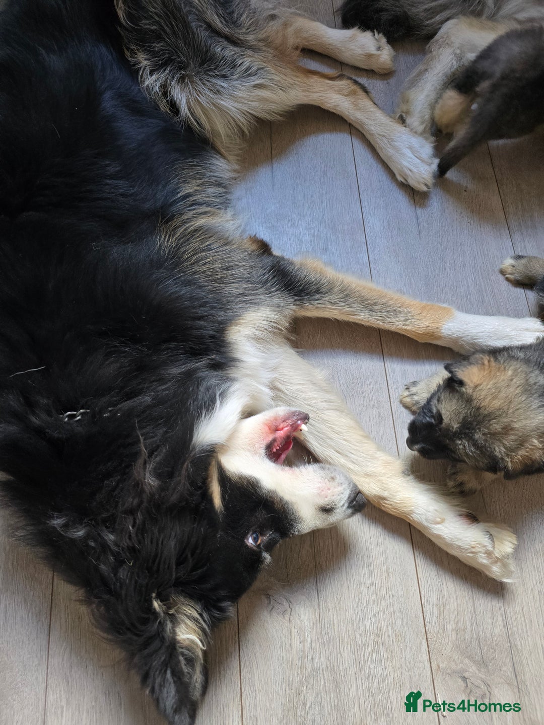 Mixed Breed dogs for sale: German Shepherd X Puppies - Image 26