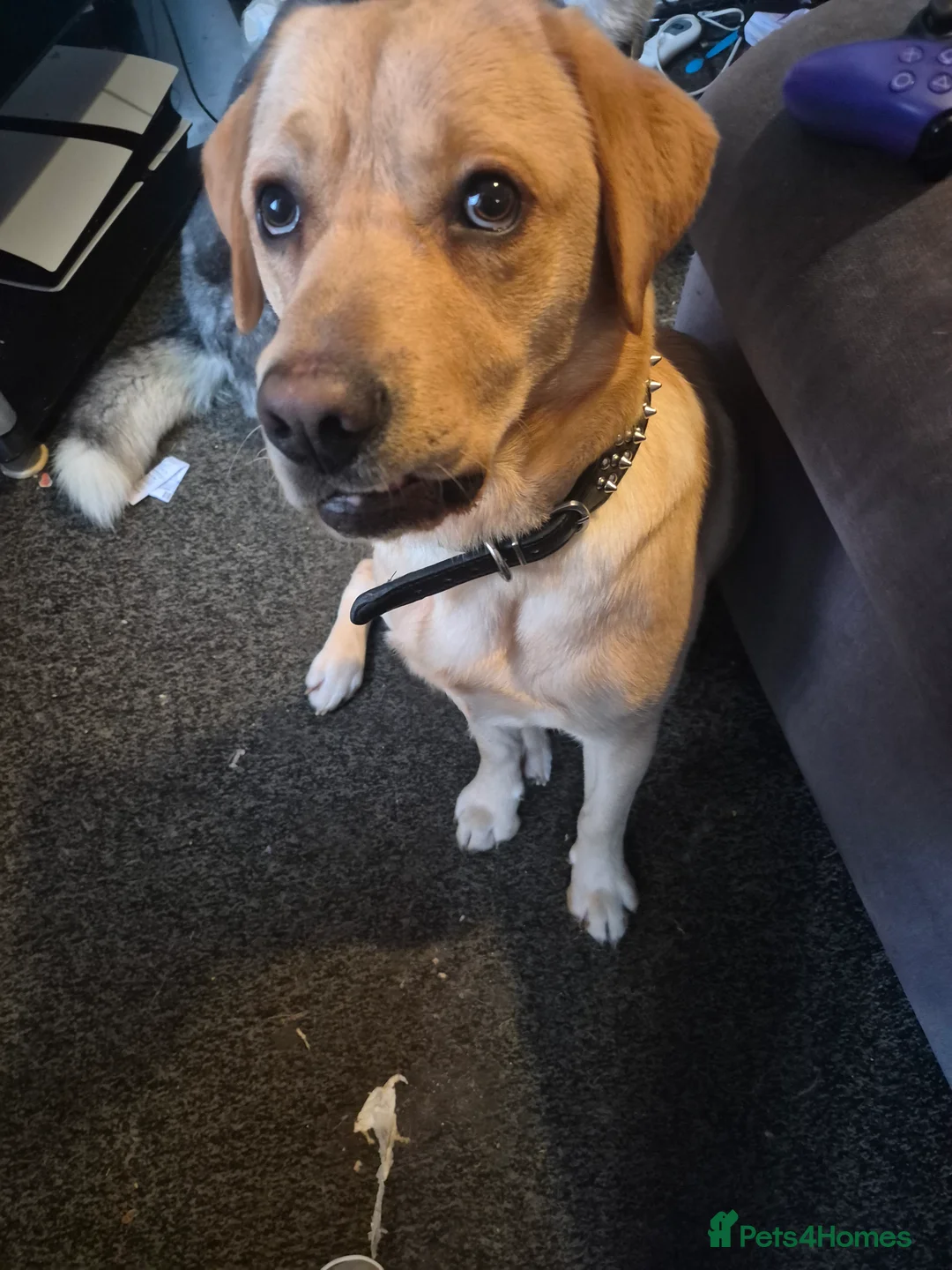 Labrador Retriever dogs for sale: Arlo  - Advert 1