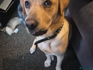 Labrador Retriever dogs Arlo - Advert 1