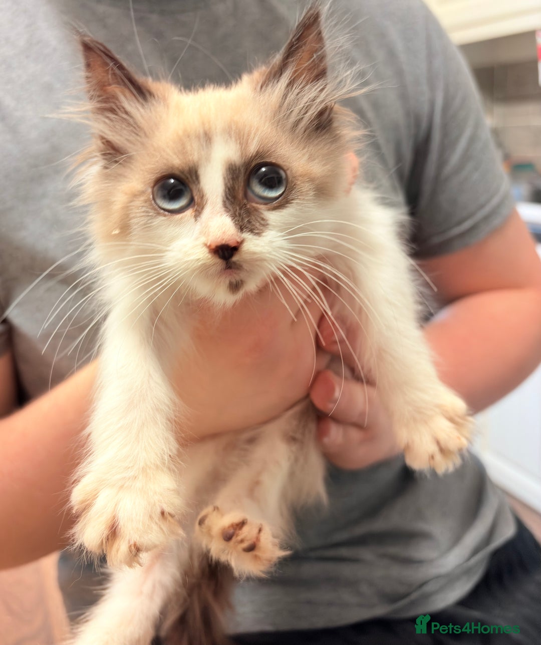 Maine Coon cats for sale: Maine Coon X Kittens - Advert 16