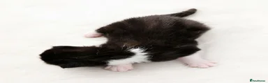 British Shorthair 5