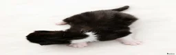 Domestic Shorthair cats for sale: Gorgeous Fluffy Black & White Kittens - Advert 8