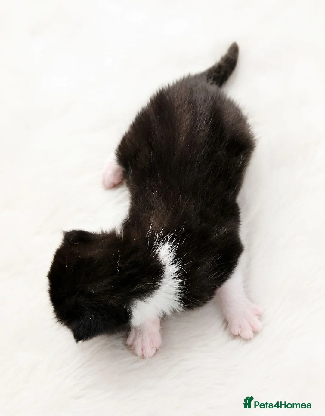 Domestic Shorthair cats for sale: Gorgeous Fluffy Black & White Kittens - Advert 8