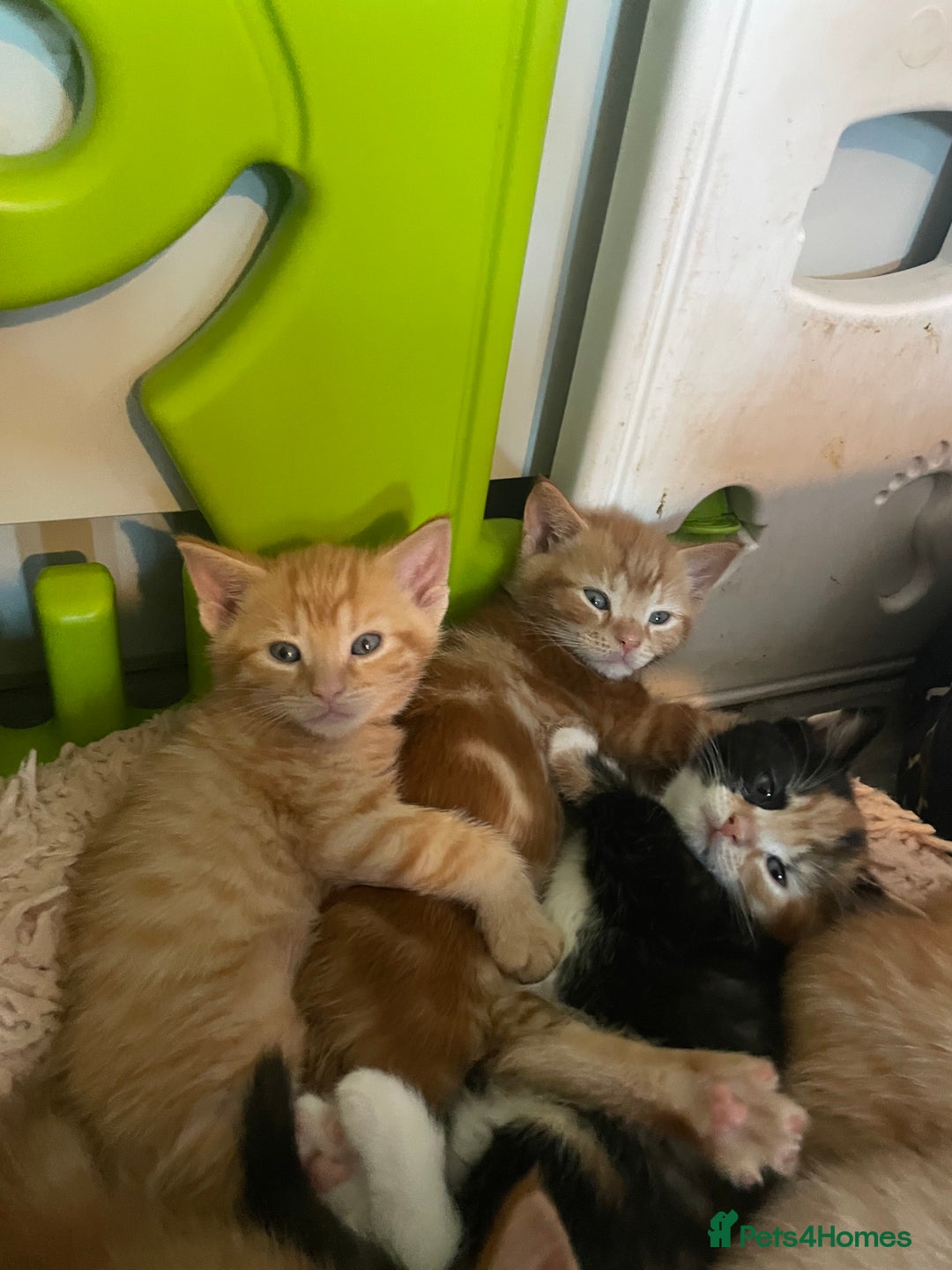 Mixed Breed cats for sale: Part Mainecoon Ginger Litter - Image 21