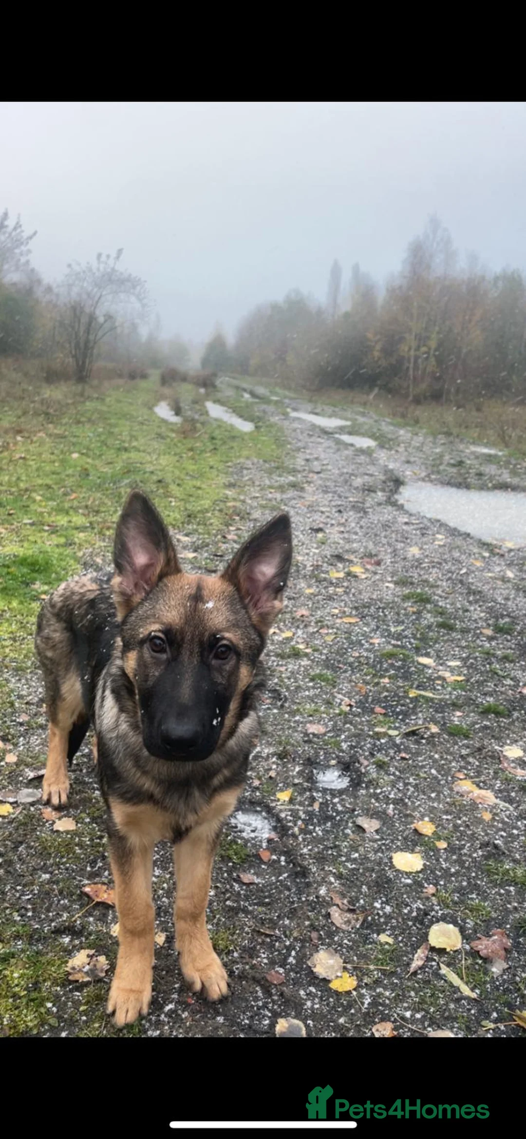 German Shepherd dogs for sale: German Shepherd  - Advert 2