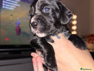 Cockerdor dogs Kc registered female cockerdor - Advert 11