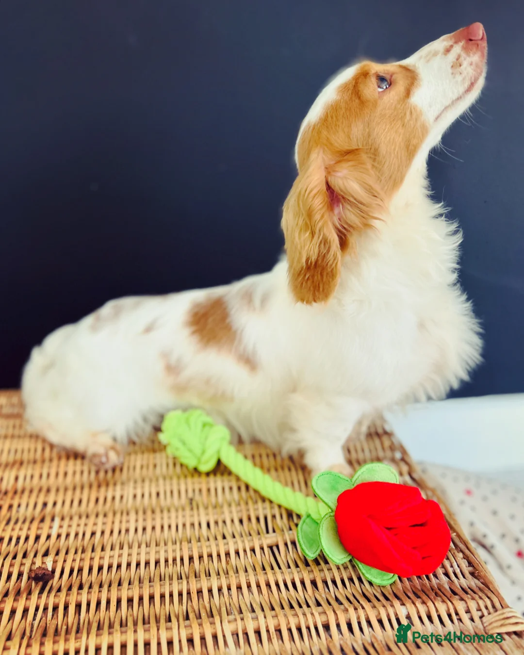 Miniature Dachshund dogs for stud: Dapple Piebald Stud 💫  - Advert 2