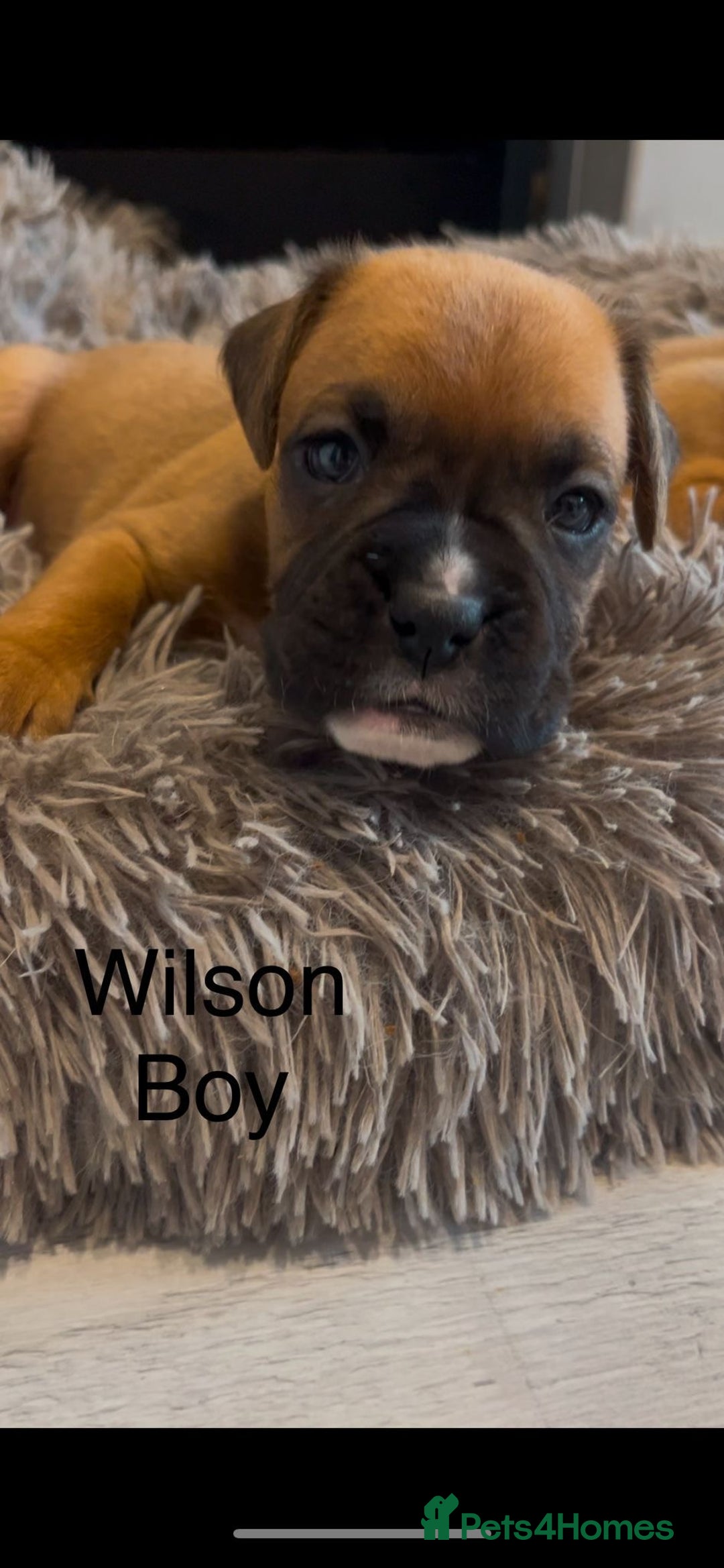Boxer dogs for sale: Beautiful Boxer Puppies  🐾 - Image 25