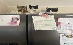 Mixed Breed cats for sale: 7 month female black and white cat - Image 5
