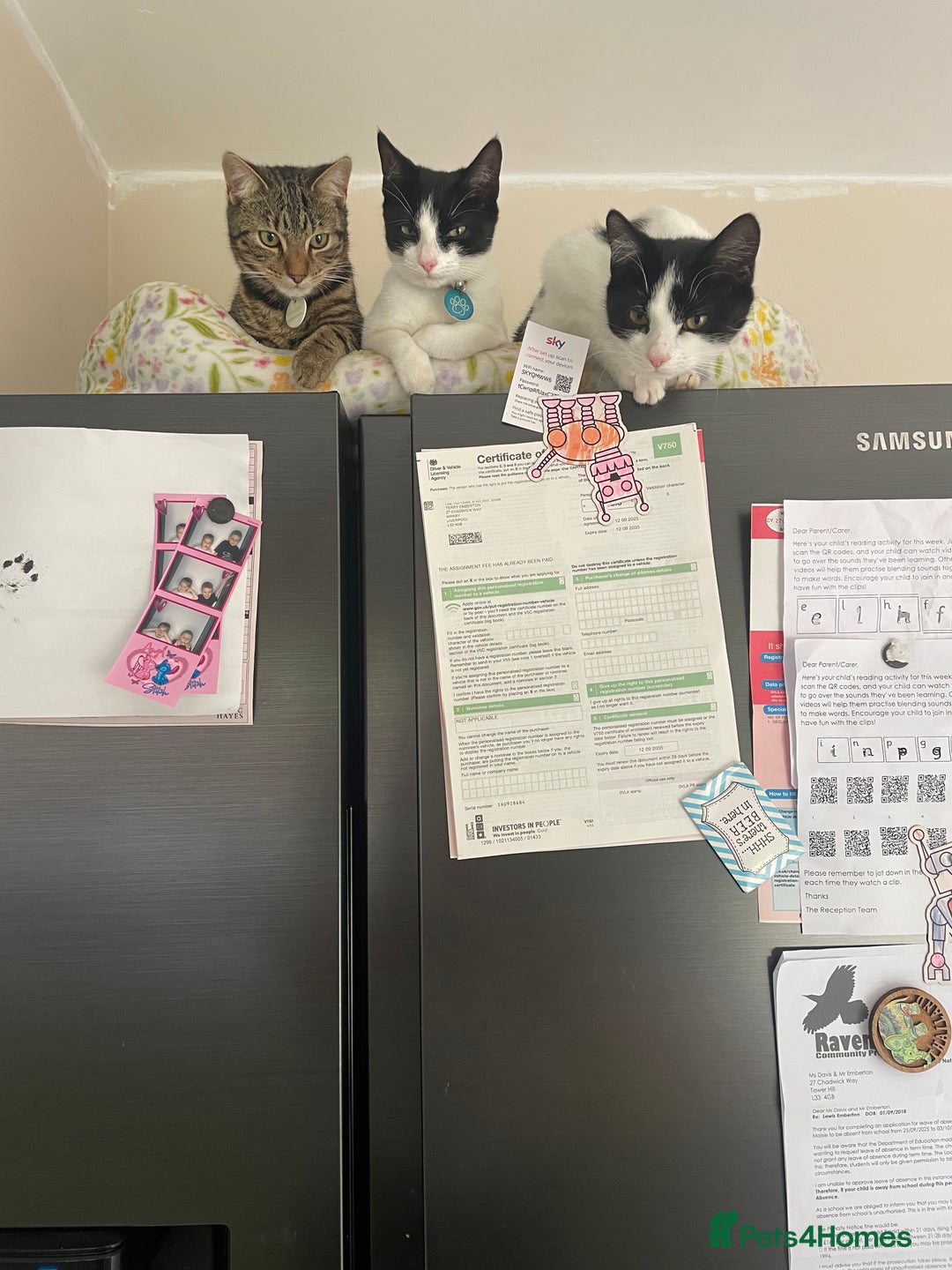 Mixed Breed cats for sale: 7 month female black and white cat - Image 5