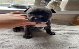 Mixed Breed dogs for sale: Gorgeous Staffordshire bull terrier pups  - Image 8