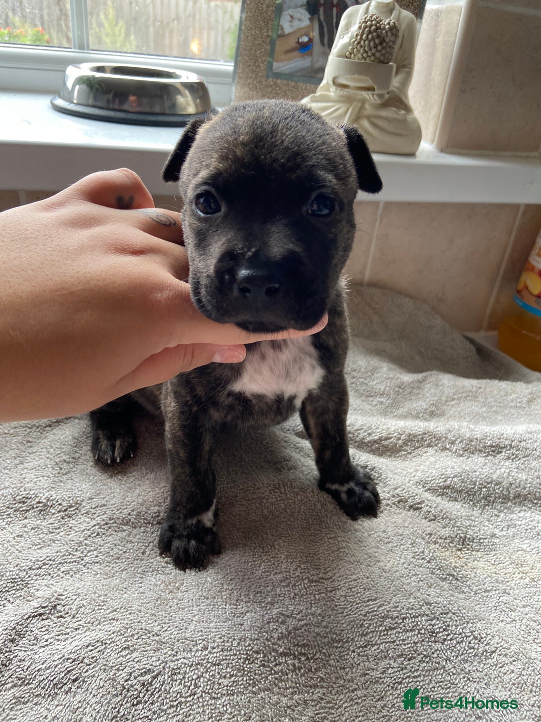 Mixed Breed dogs for sale: Gorgeous Staffordshire bull terrier pups  - Image 8
