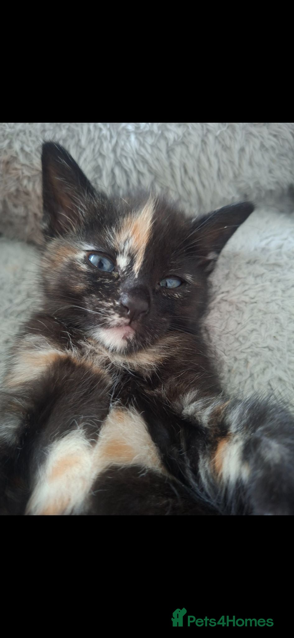 Mixed Breed cats READY THIS WEEK..2 KITTENS LEFT. - Advert 4