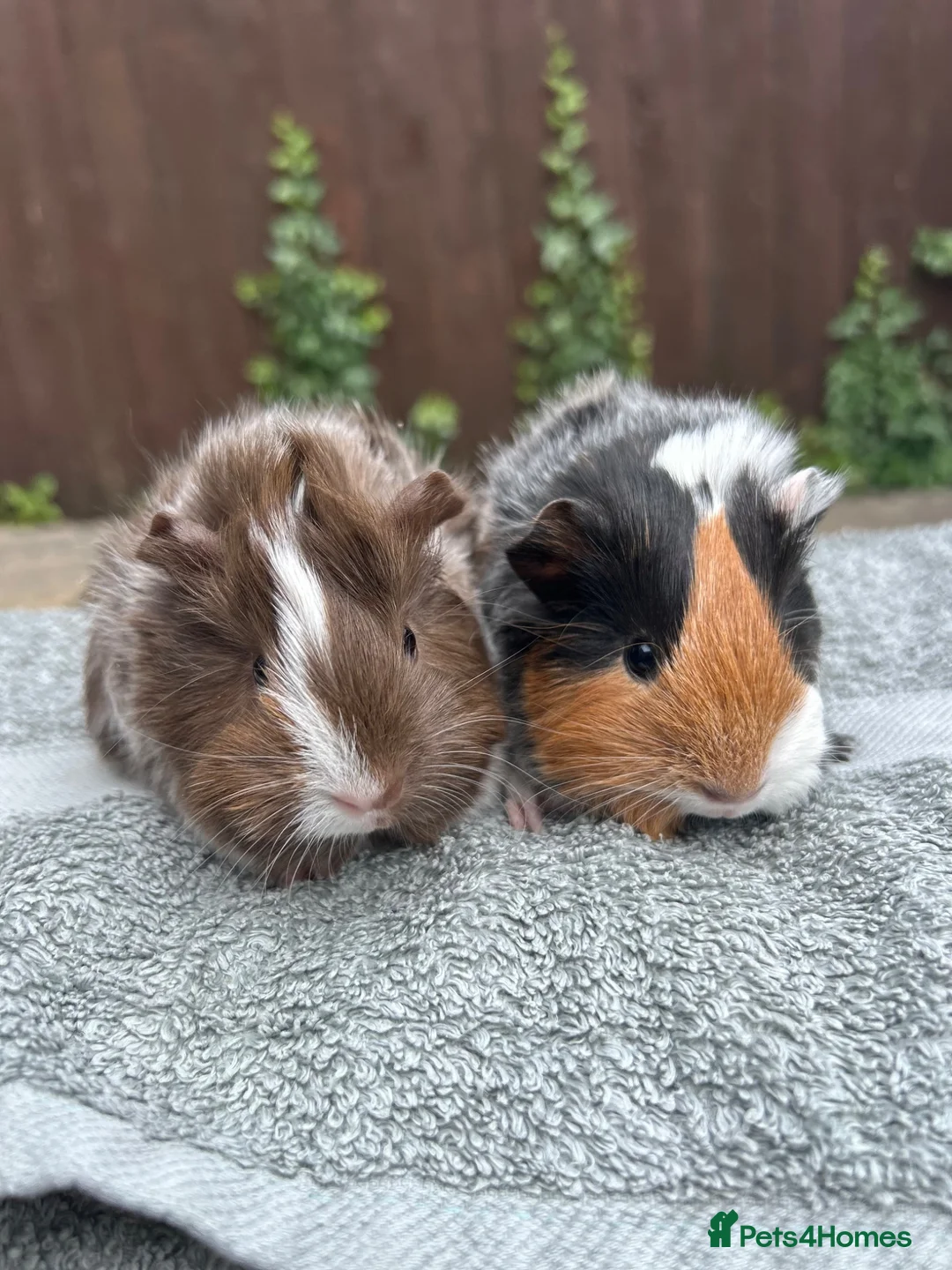 Guinea Pig rodents for sale: Female guinea pigs  - Advert 1