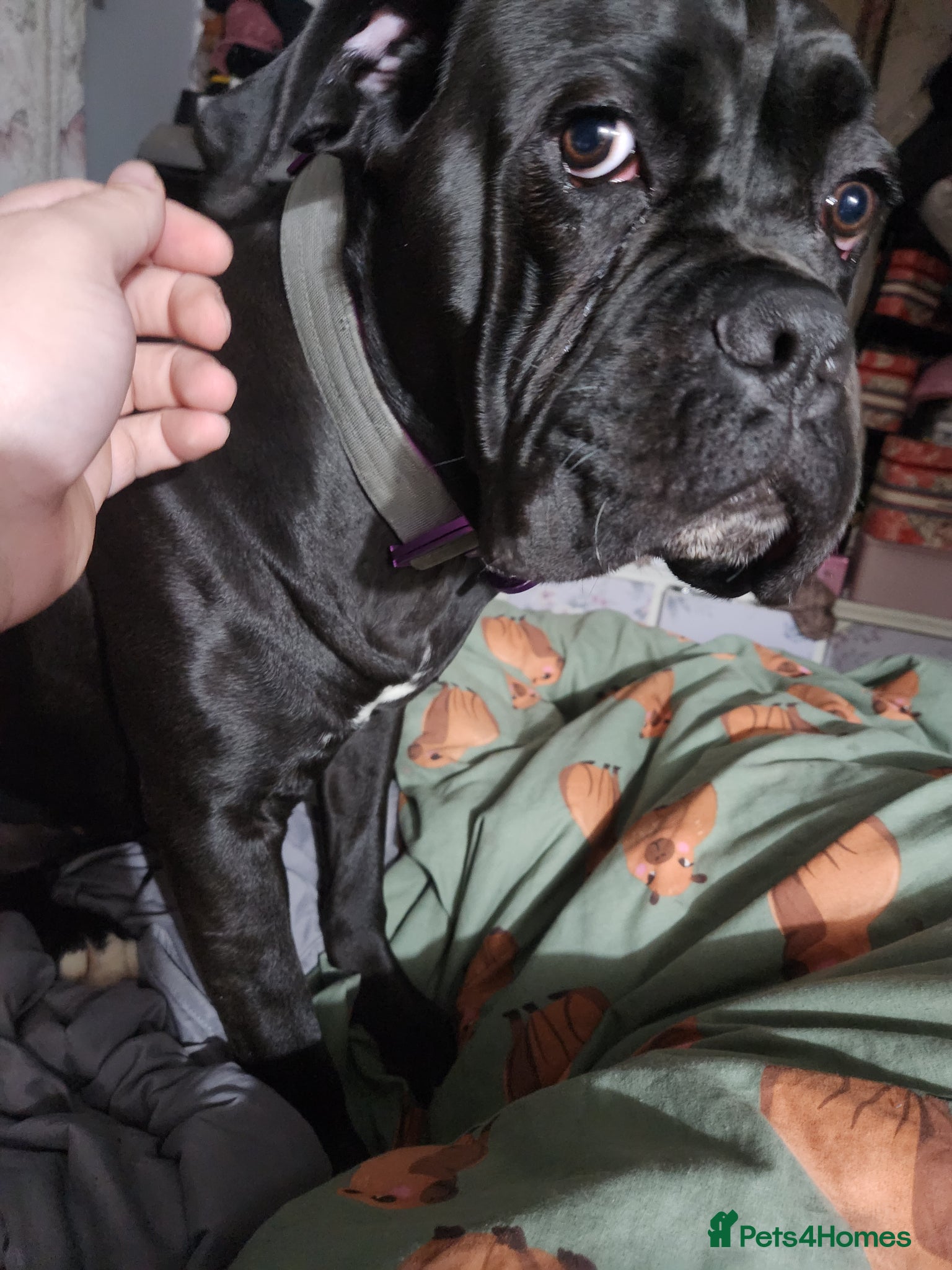 Cane Corso dogs 15 month old cane corso female - Advert 1