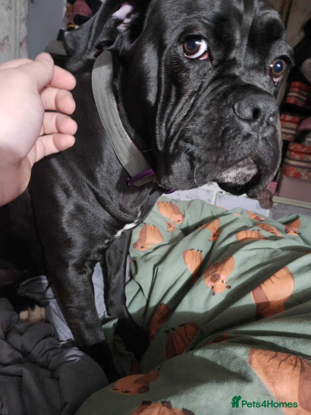 Cane Corso dogs for sale: 15 month old cane corso female - Advert 1