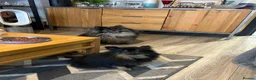 Pomeranian dogs for sale: Black long haired female 8-month Pomeranian  in London - Advert 3