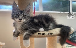 Maine Coon cats for sale: Russian lane fluffy XXL Maine Coons - Image 6