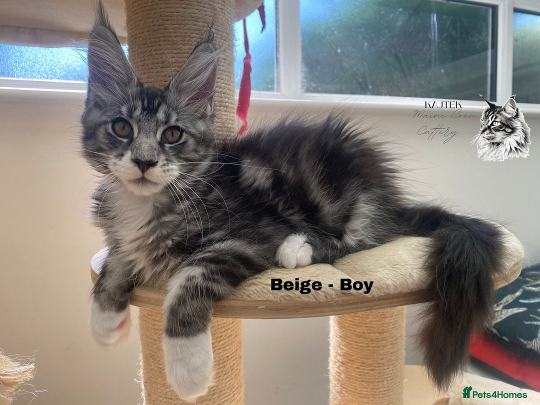 Maine Coon cats for sale: Russian lane fluffy XXL Maine Coons - Image 6