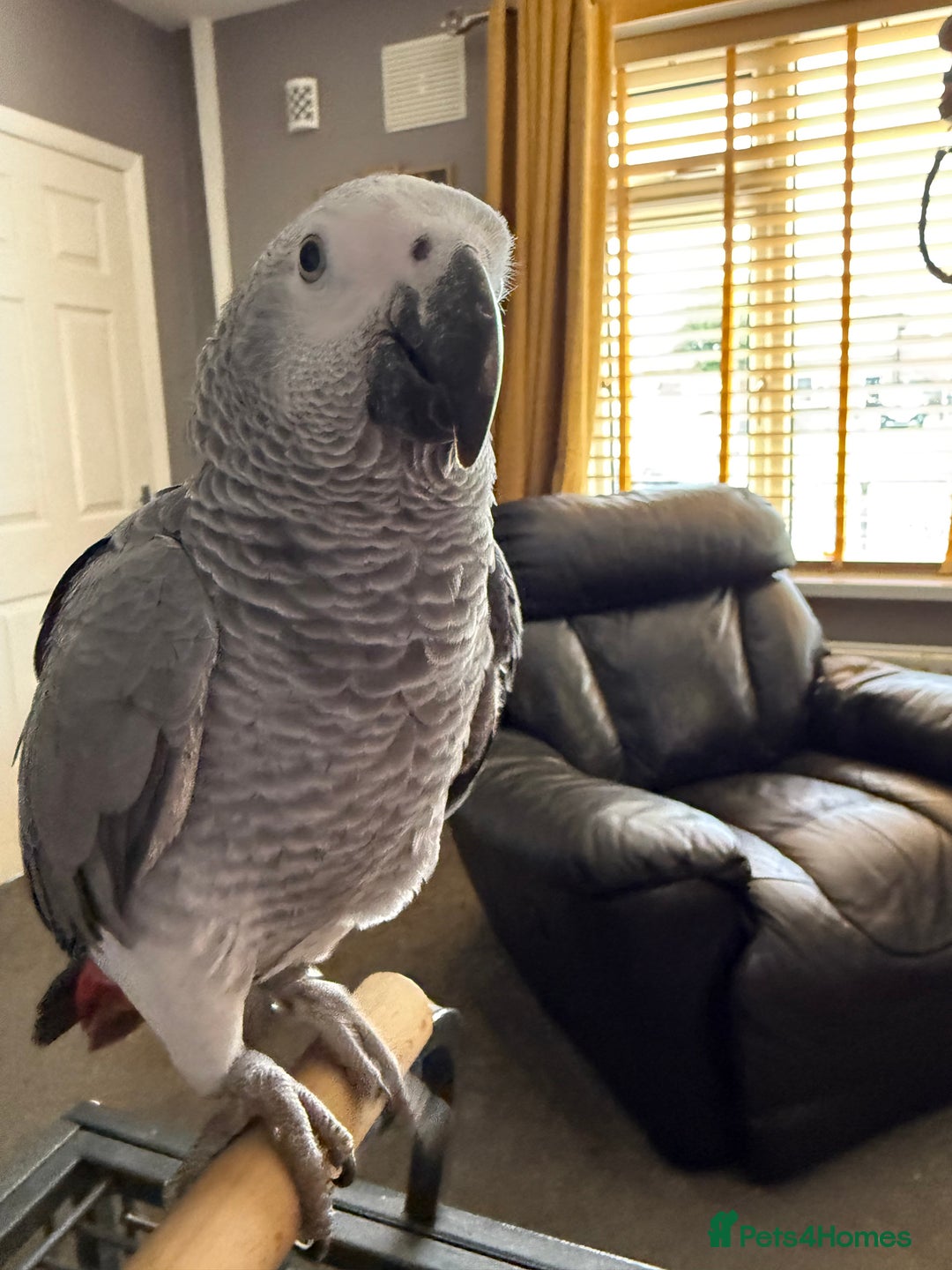 Parrots birds for sale: Baby African grey  - Image 2