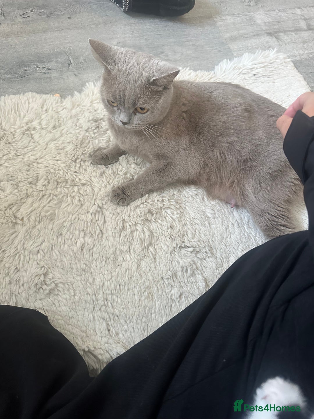 British Shorthair cats for sale: British short hair mixed kittens - Advert 6