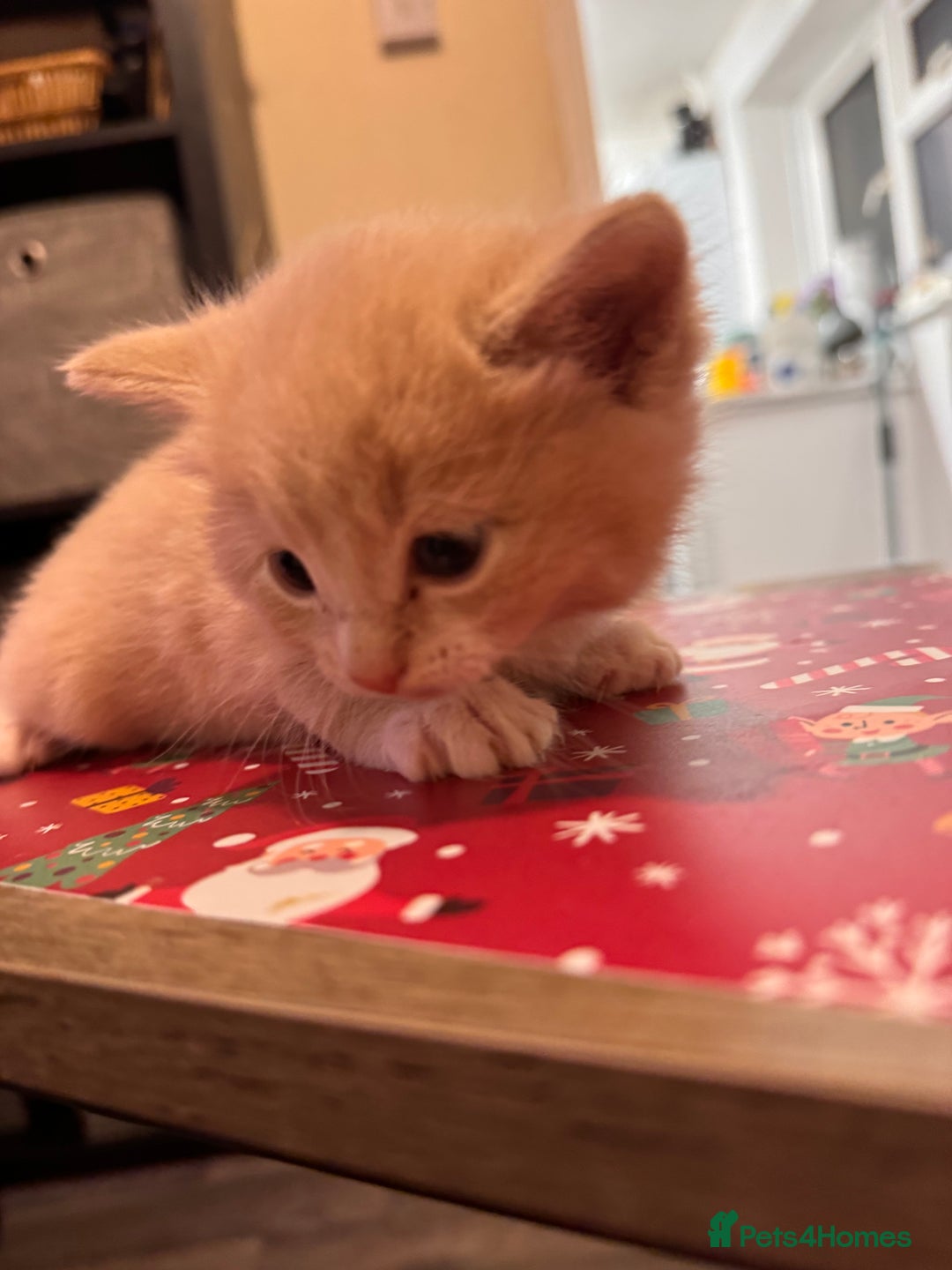 Domestic Shorthair cats for sale: 4 lovely little kittens  - Advert 10