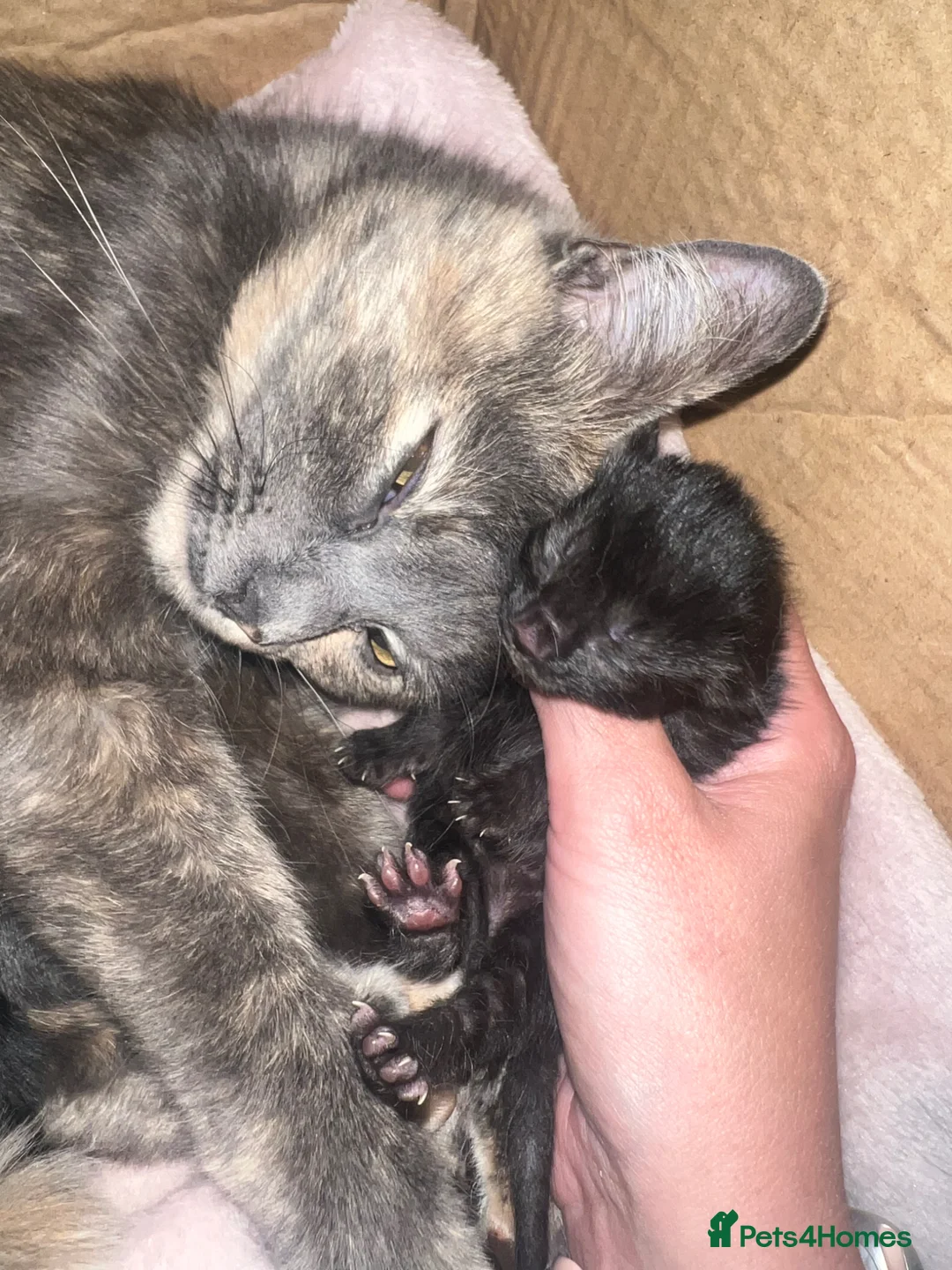 Mixed Breed cats for sale: One female kitten left :)  in Abingdon - Advert 2