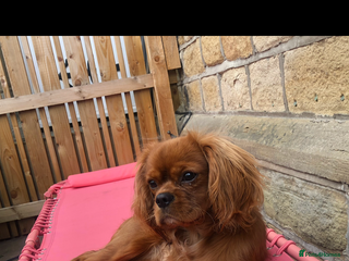 Cavalier King Charles Spaniel dogs STUD only! KC registered - Advert 22