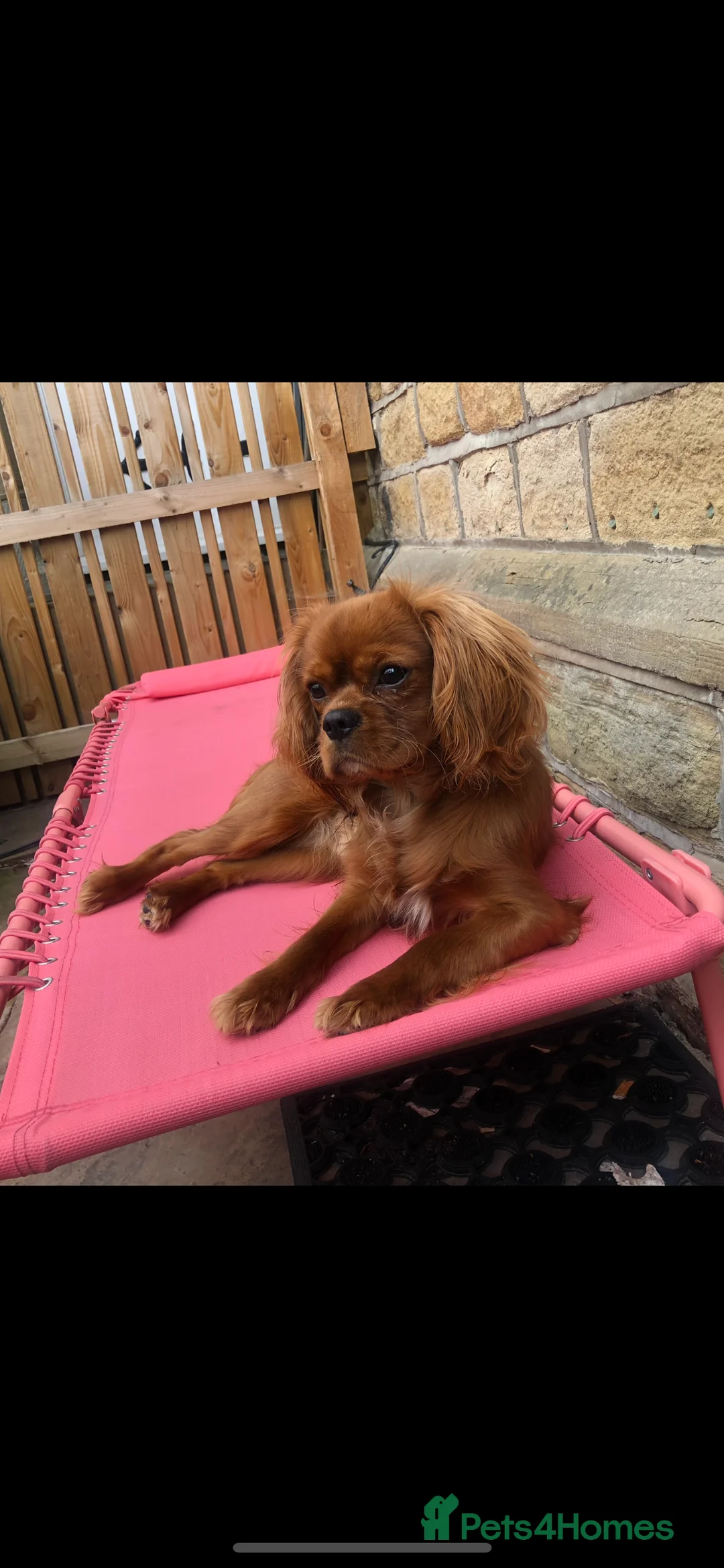 Cavalier King Charles Spaniel dogs for stud: STUD only!  KC registered  - Advert 4