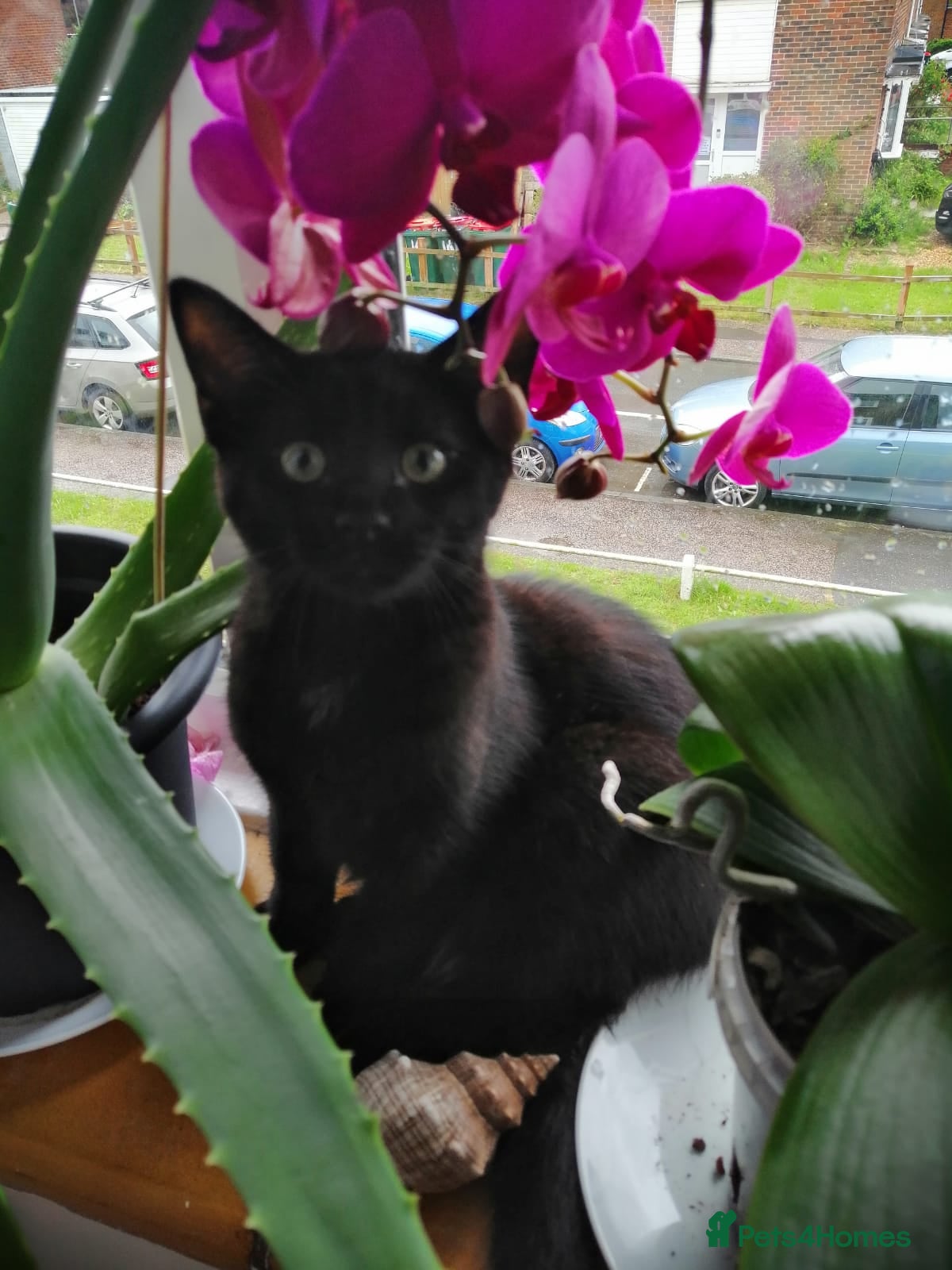 Mixed Breed cats Perfect Ragdoll × Russian blue cat mix  - Advert 1