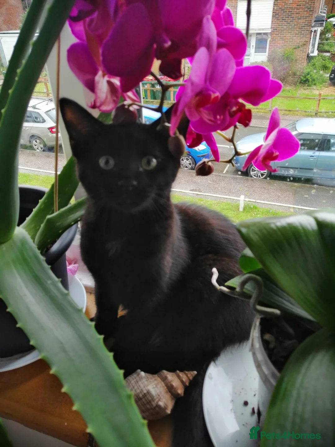 Mixed Breed cats for sale: Perfect Ragdoll × Russian blue cat mix  - Advert 1