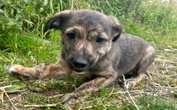 Mixed Breed dogs for sale: Lurcher cross collie pups - Image 6