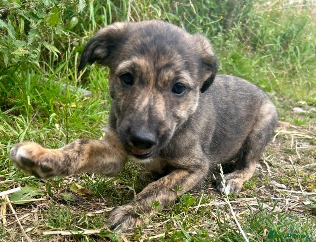 Mixed Breed dogs for sale: Lurcher cross collie pups - Image 6