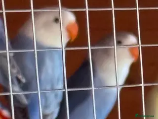 Lovebirds birds Blue/white pair of male lovebirds - Advert 9