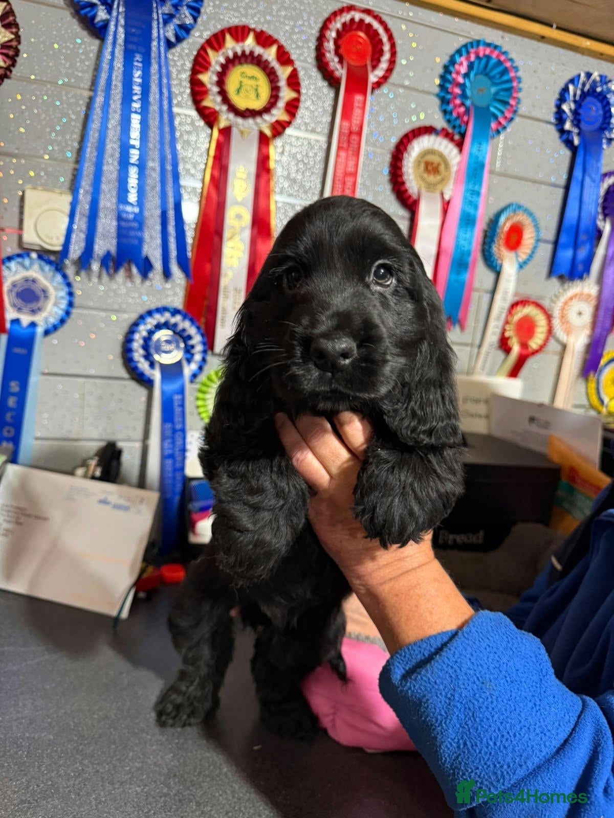Cocker Spaniel dogs for sale: 3 PURE SHOW BLACK COCKER SPANIEL PUPPIES.  - Advert 1