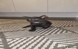 Mixed Breed cats for sale: 5 kittens ready to go - Image 4