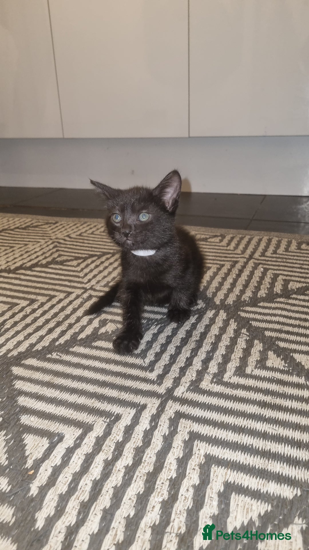 Mixed Breed cats for sale: 5 kittens ready to go - Image 4